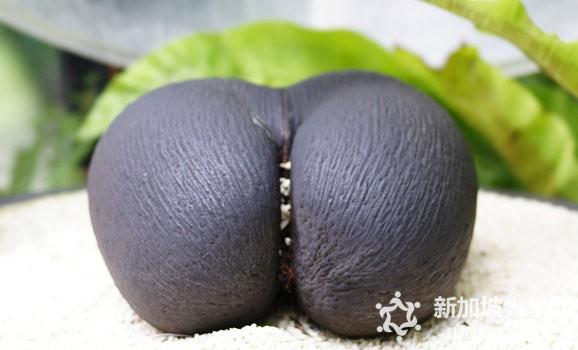 在新加坡你不可错过的十大热带水果