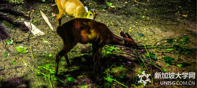 新加坡不经意间的闪耀